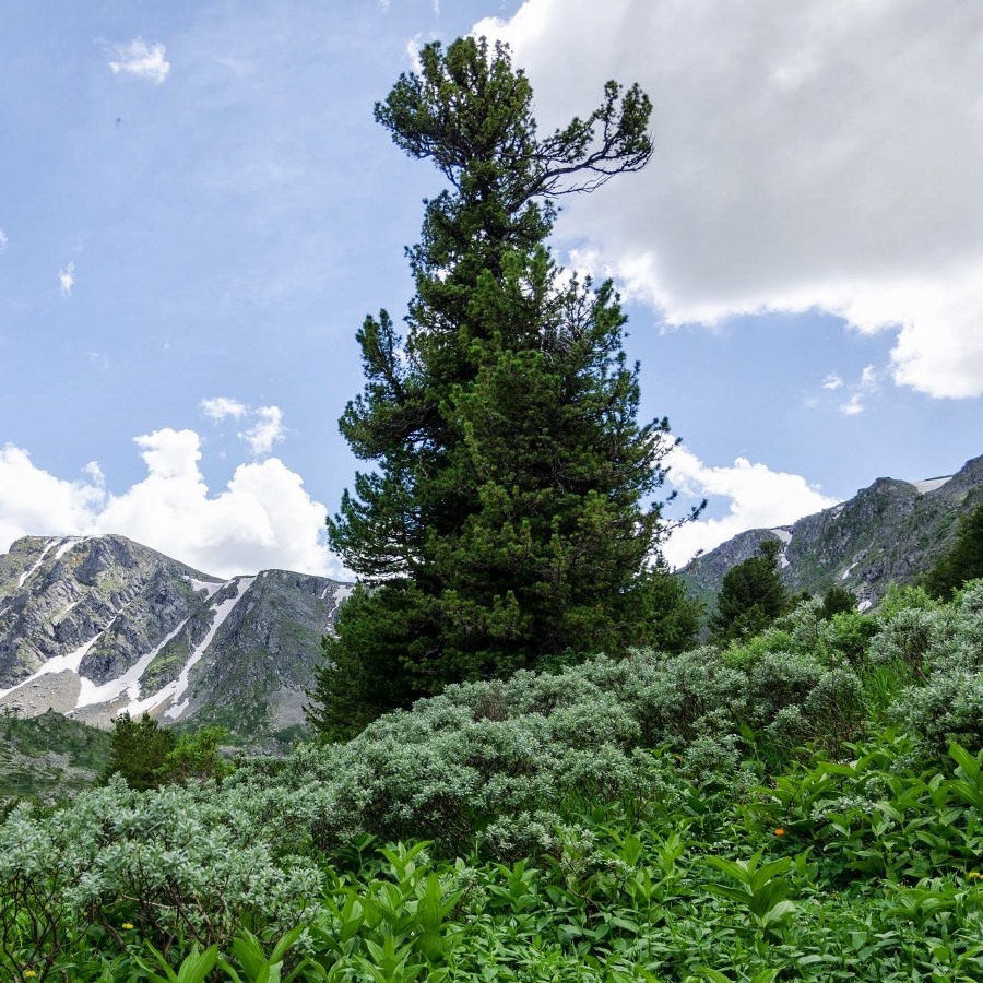 Pinus Sibirica. Chemalsky District. Altai Republic. Russia - Ausschnitt
